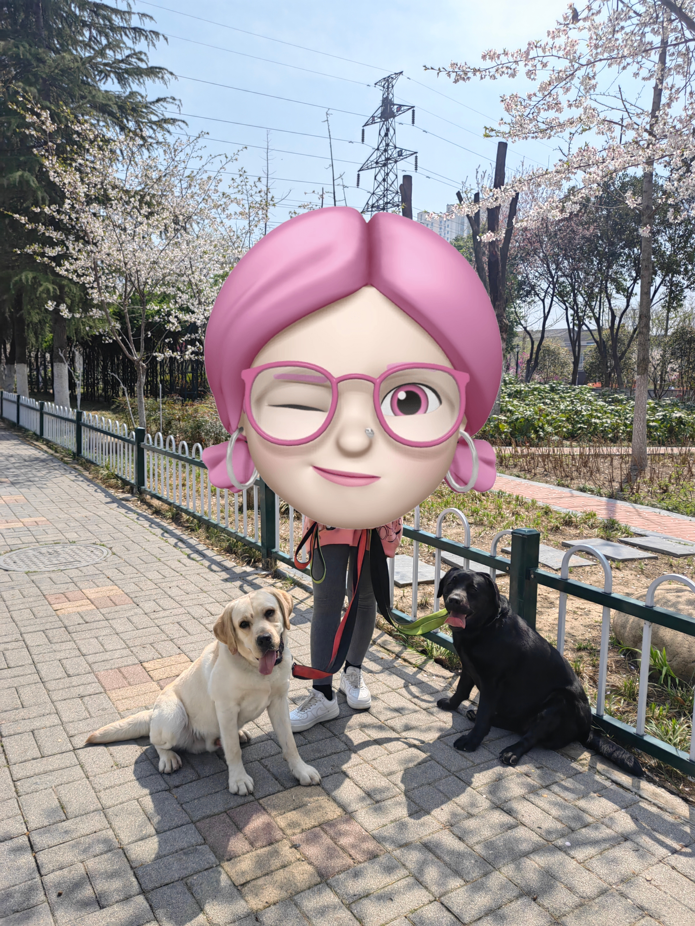 自养双血统拉布拉多